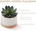 Artificial Succulent Plants in Ceramic Pots, Faux Assorted Succulents Fake Cactus Plants for Home Decor, Bedroom, Office, Desk, Living Room, Set of 3
